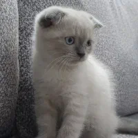 گربه اسکاتیش هیمالین 2ماهه