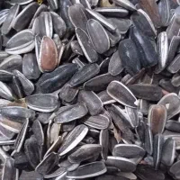 تخمه تازه کانادایی