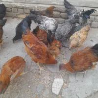 سالم فقط خروس  وحراج۹۰۰هزار تومن