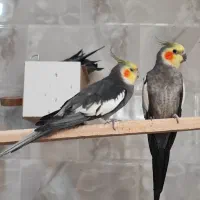 عروس هلندی|پرنده|یزد, |دیوار