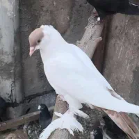 کبوتر کله دمبی