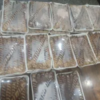کوبیده مرغ و کوبیده گوشت وجوجه