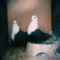 دوجفت کربلایی باماده پلنگ