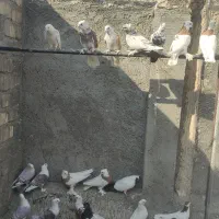 کبوتر فرروشی بصورت یکجا میفروشم|پرنده|پیر بکران, |دیوار