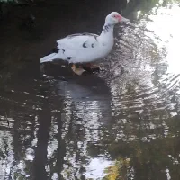 جوجه اسرائیلی