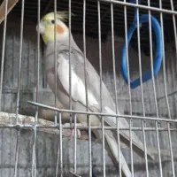 طوطی هلندی
