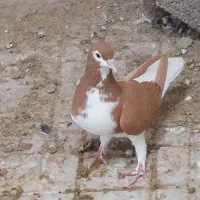 کبوترهای عالی