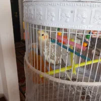 عروس هلندی