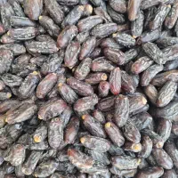 خرمای امسالی|خوردنی و آشامیدنی|تهران, امیریه|دیوار