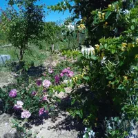 باغ در مزگ|فروش دفتر صنعتی، کشاورزی، تجاری|بیرجند, |دیوار