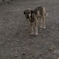 سگ پژدرماده|سگ|نسیم‌شهر, |دیوار