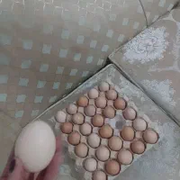 تخم مرغ محلی صددرصد اورگانییگ