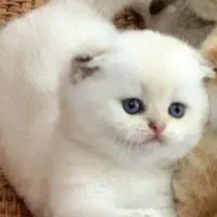 گربه  بریتیش سیلور