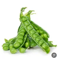 بذر نخود فرنگی بذر جدید اصلاح شده