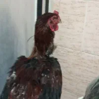 مرغ خروس لاری
