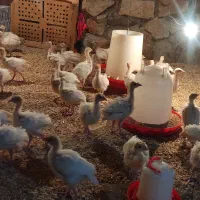 جوجه بوقلمون بیوتی شرکت زرین|حیوانات مزرعه|سبزوار, توحیدشهر|دیوار