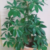 گل طبیعی و خانگی