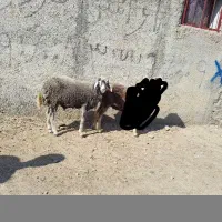 یک بره نر به شرط همه چی حراج