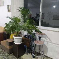 ویلای راه مشترک رهن واجاره