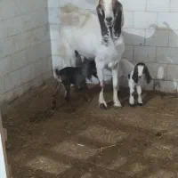 بز و گوسفند