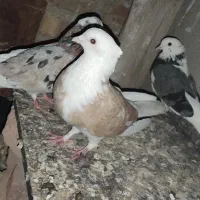 کبوترپرشی