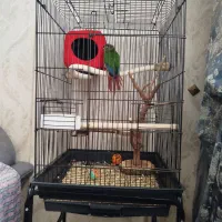 پرنده گیرینچیک