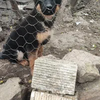 توله ژرمن نژاد دار معاوضه هم دارم