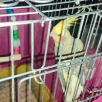 دوعدد عروس هلندی نر وماده