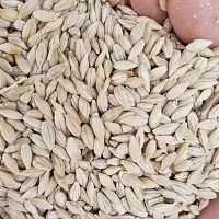 جو ایرانی، گونی شده(سر و ته زده) مخصوص کبوتر و مرغ