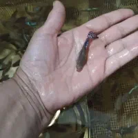 ماهی گوپی گاوی نژاد دار|ماهی|تربت‌حیدریه, رجایی|دیوار