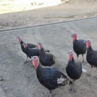 بوقلمون|حیوانات مزرعه|پیرانشهر, |دیوار