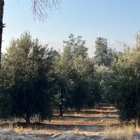 نیازمند تعدادی کارگر فضای سبز