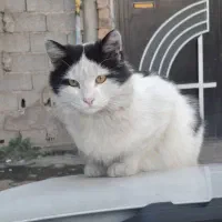 گربه تاکسیدو پشمالو