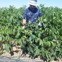 نهال گردو فرنور