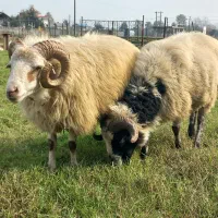 گوسفند نر|حیوانات مزرعه|احمدسرگوراب, |دیوار