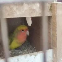 طوطی برزیلی|پرنده|قرچک, زیبا شهر|دیوار