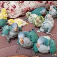 جوجه راهب آبی سبز زرد تراکوییس سرلاکی دستی