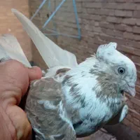 پرنده کبوتر|پرنده|اهواز, کوی فرهنگیان ۲|دیوار