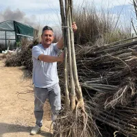 فروش تولید انواع نهال ریشه دار  تنه دار