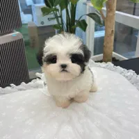 توله های خونگی عروسکی