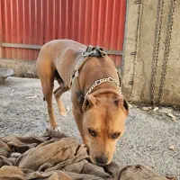 سگ نر پیتبول