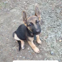 توله سگ ژرمن اصل  ( نر ) ۸۸ روزه