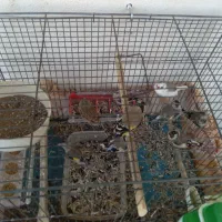 نر و ماده سهره به تعداد|پرنده|مهاباد (آذربایجان غربی), |دیوار