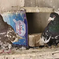 یجف یال نروماده درجه یک بشرط تخموجوجه|پرنده|طسوج, |دیوار