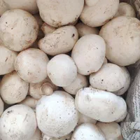 قارچ عمده