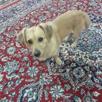 سگ شیکسو دورگه