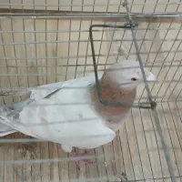 هفترنگ۷رنگ فروشی نر به شرط
