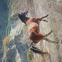 مادیان|اسب و تجهیزات اسب‌سواری|میناب, |دیوار