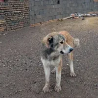 یک سگ گله ای