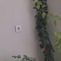 گل های خانگی|گل و گیاه طبیعی|شاهین‌شهر, شهرک ردانی پور|دیوار